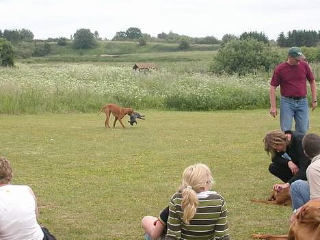 Vizsla Spike 15/9 - og jeg kan osse hente ting på land. billede 15