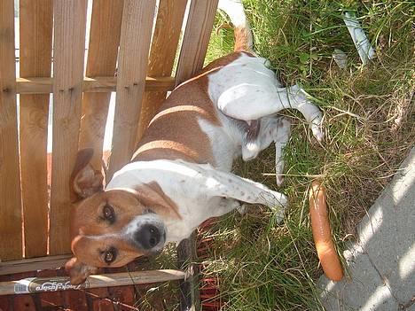 Dansk svensk gaardhund Buster - er den til mig?? billede 2