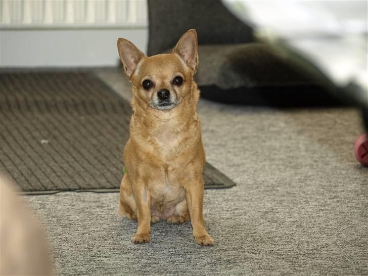 Chihuahua * Sasha, slikmutter* - Sasha er blevet 5 år, men holder sig godt... billede 16