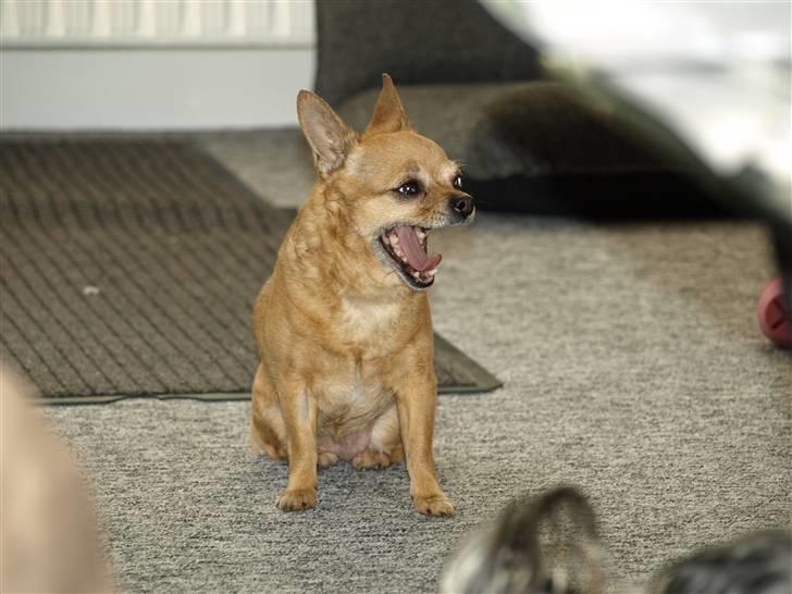 Chihuahua * Sasha, slikmutter* - Sasha er en smuk chihuahua, men lidt træt i dag... C":) billede 17