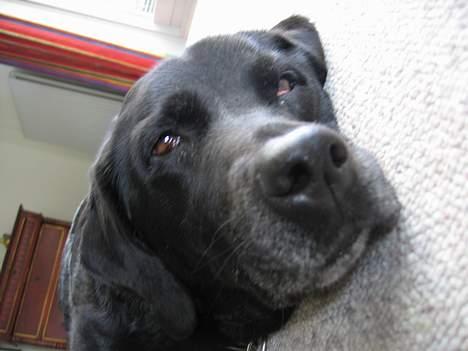 Labrador retriever Bitti *RIP* billede 11