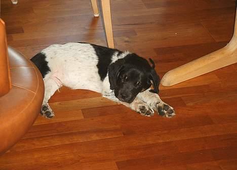 Blanding af racer speechii - her ligger han så og daser i min farmors stue...det er så dejligt. billede 14