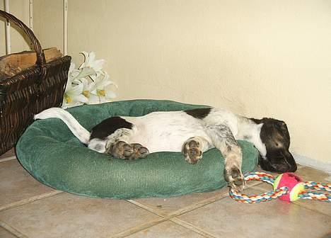 Blanding af racer speechii - her ligger han får en slapper 2. dag i hans nye hjem...........  billede 15