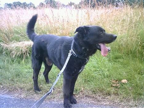 Blanding af racer Tazman - Tazman i fuld figur. billede 4