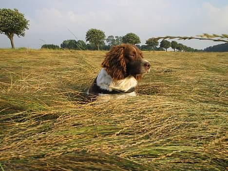 Engelsk springer spaniel Twister F.T. "R.I.P" billede 9