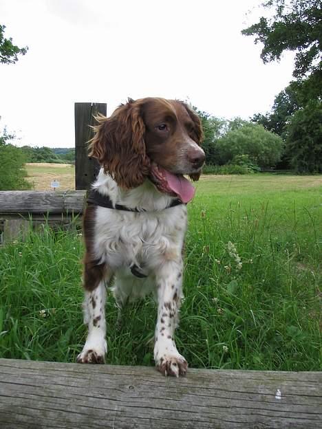 Engelsk springer spaniel Twister F.T. "R.I.P" billede 10