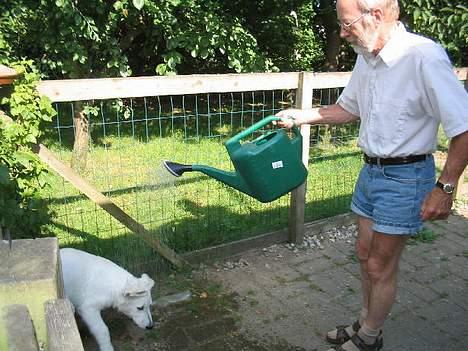 Hvid Schweizisk Hyrdehund Andy billede 1