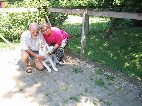 Hvid Schweizisk Hyrdehund Andy billede 2