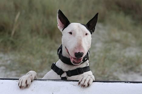 Bullterrier Nimbus - Elllllsker store kødben billede 13