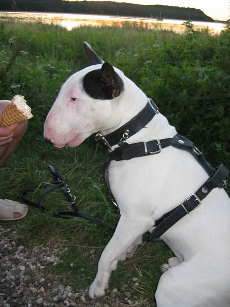 Bullterrier Nimbus - naaam en god is  billede 14