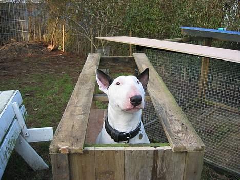 Bullterrier Nimbus - Her hjælper jeg min far med at bygge ilderbur :-) billede 16