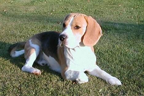 Beagle Eddie - Eddie-manden:oP billede 2