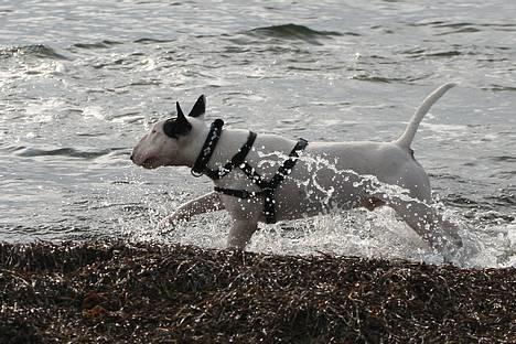 Bullterrier Nimbus billede 17