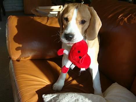 Beagle Eddie - Eddie med en bamse. billede 7