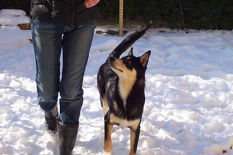 Finsk hyrdehund Disco billede 6