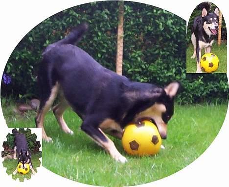 Finsk hyrdehund Disco billede 7