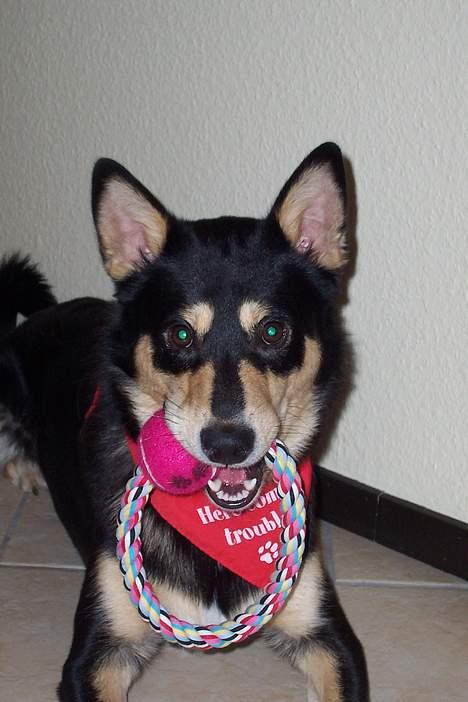 Finsk hyrdehund Disco billede 8