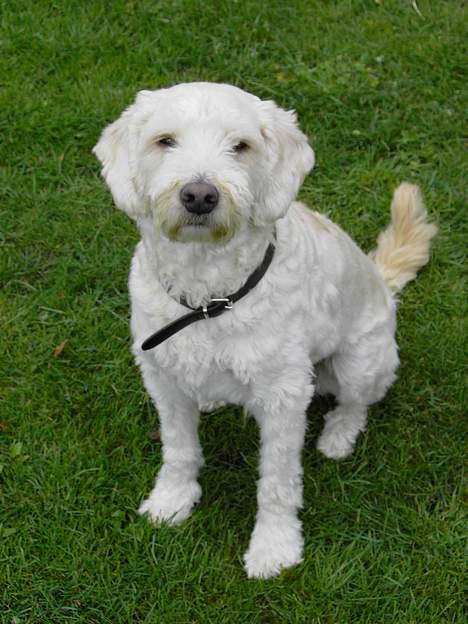 Blanding af racer Tot - Ja jeg er så Tot. billede 1