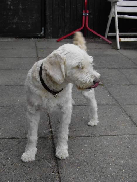 Blanding af racer Tot - Kunne godt bruge lidt til maven. billede 2