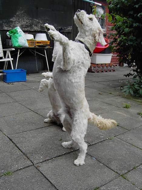 Blanding af racer Tot - Er jeg ikke bare dygtig. billede 3