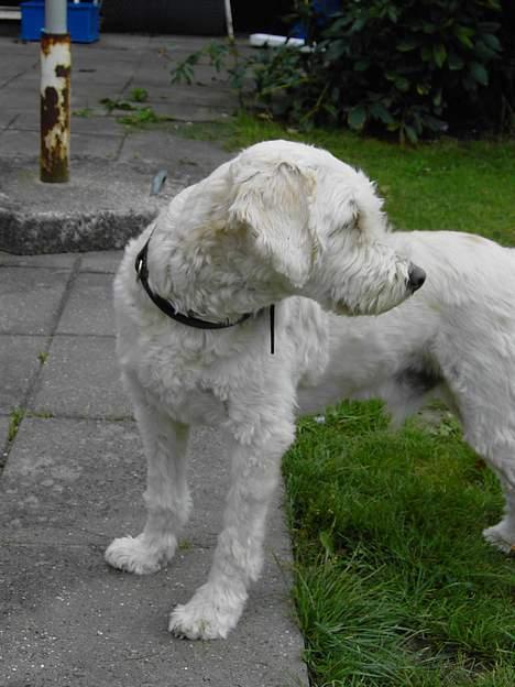 Blanding af racer Tot billede 4