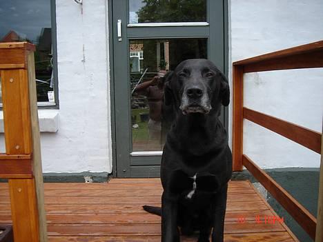 Blanding af racer king R.I.P 2dec 09 billede 10