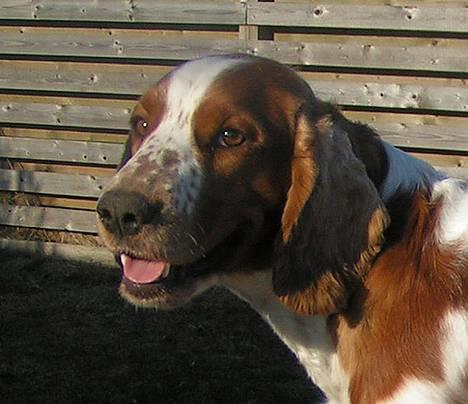 Welsh springer spaniel Chili  25 / 12 - Chili i profil - 2 år billede 1