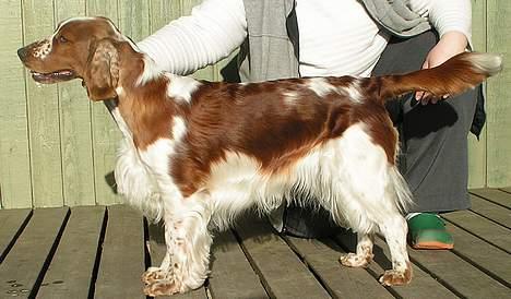 Welsh springer spaniel Chili  25 / 12 billede 2