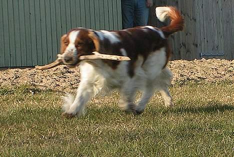 Welsh springer spaniel Chili  25 / 12 - SE MOR ska vi dele... billede 3