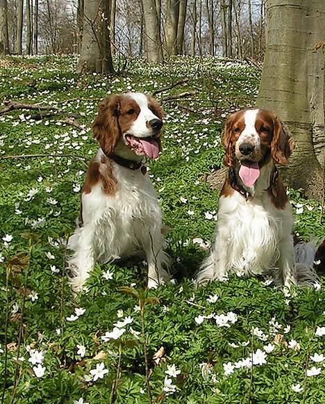 Welsh springer spaniel Chili  25 / 12 - Chili i hareskoven med Fanta billede 4