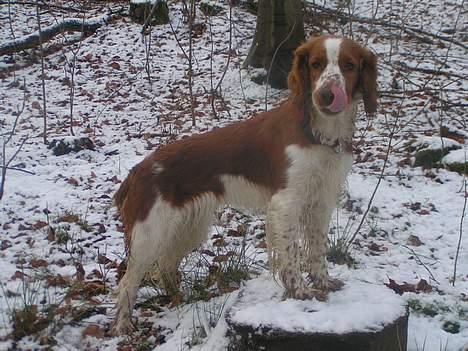 Welsh springer spaniel Chili  25 / 12 - MMmm mon snart den godbid kommer- jeg er ved at blive lidt stivbenet af det her !! billede 5