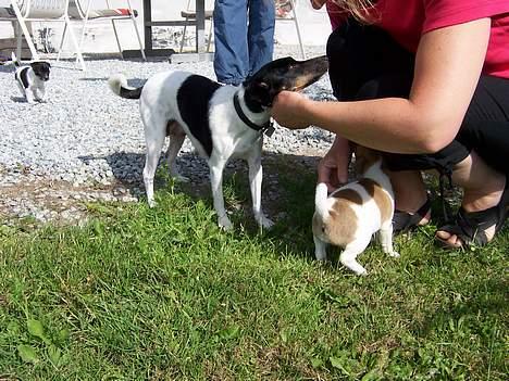 Dansk svensk gaardhund Ike - Moder og Ike :D billede 7