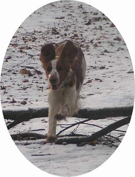 Welsh springer spaniel Chili  25 / 12 - JUUH det er næsten ligesom til agility billede 7