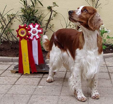 Welsh springer spaniel Chili  25 / 12 - Chili med nogle af hendes fine rosetter billede 8