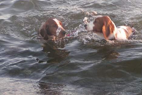 Welsh springer spaniel Chili  25 / 12 - Lad nu vær´ med at følge efter.. billede 9
