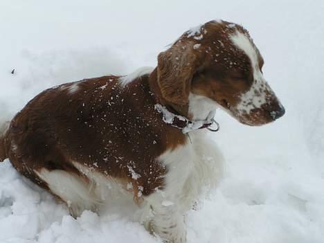 Welsh springer spaniel Chili  25 / 12 billede 10