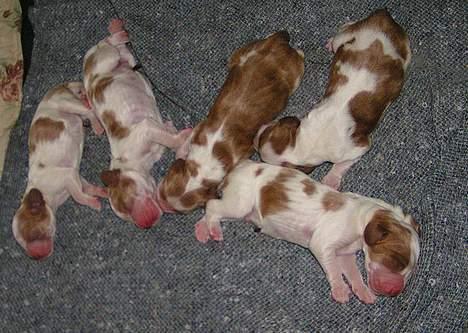 Welsh springer spaniel Chili  25 / 12 - Chilis fem vidundere - lige født den 9. Juli 2005 billede 11