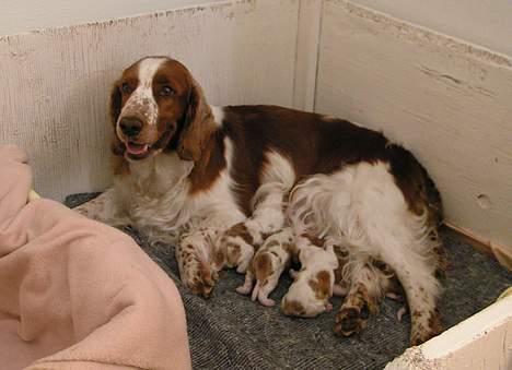 Welsh springer spaniel Chili  25 / 12 - En nybagt mor! billede 12