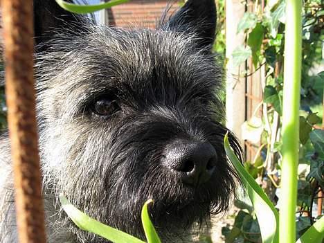 Cairn terrier Muffy billede 6
