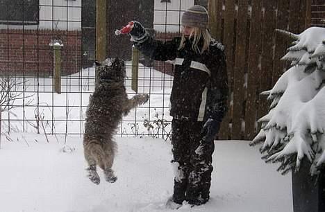 Cairn terrier Muffy billede 7