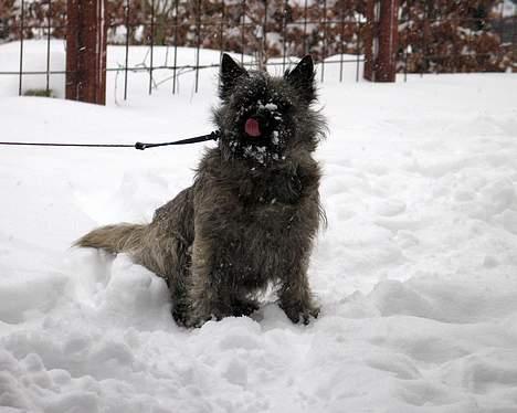 Cairn terrier Muffy billede 8