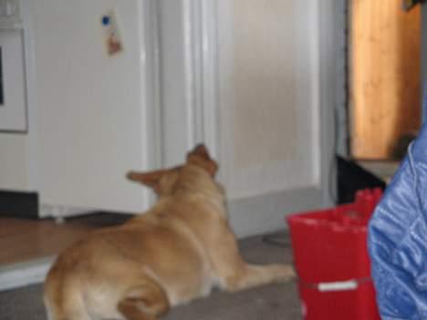 Labrador retriever Putte - wweee nu skal den bold få.. billede 9