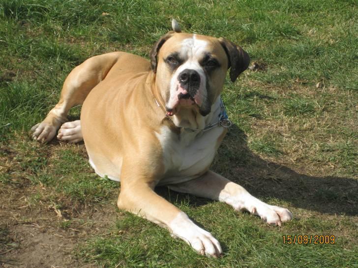 Amerikansk bulldog zeus - jeg er bare for lækker. sep. 2009 billede 1