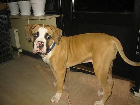 Amerikansk bulldog zeus - skal jeg ud jubii. billede 2