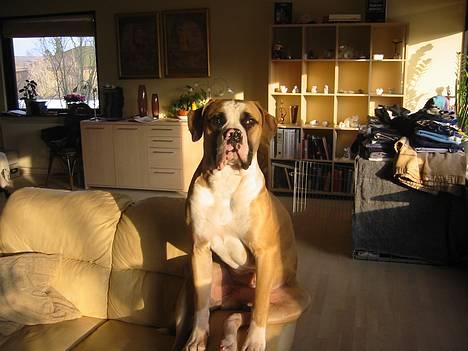 Amerikansk bulldog zeus - jeg troner. billede 3