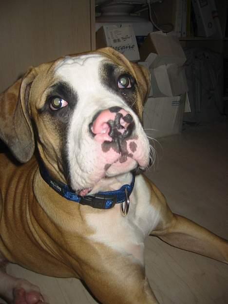 Amerikansk bulldog zeus - hejjj er jeg for tæt på billede 4