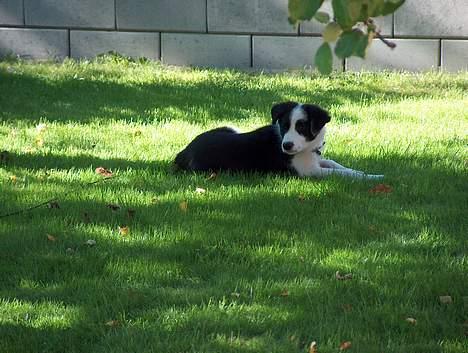 Border collie Chili - Lille Chili :-) billede 1