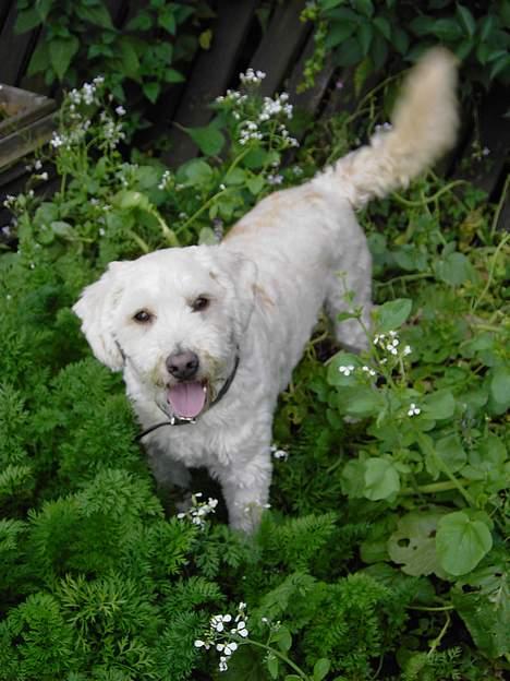 Blanding af racer Tot - Hej hej... billede 7