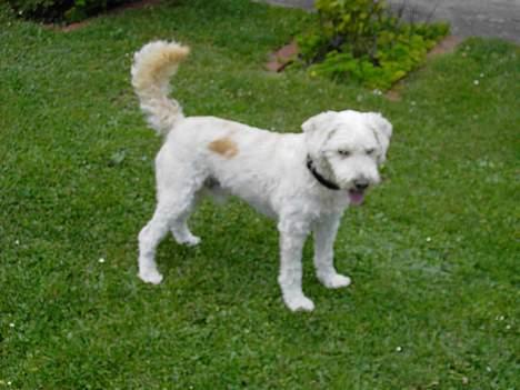 Blanding af racer Tot billede 8