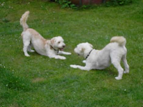 Blanding af racer Tot - Har ikke tid leger lige med min bror Max billede 11